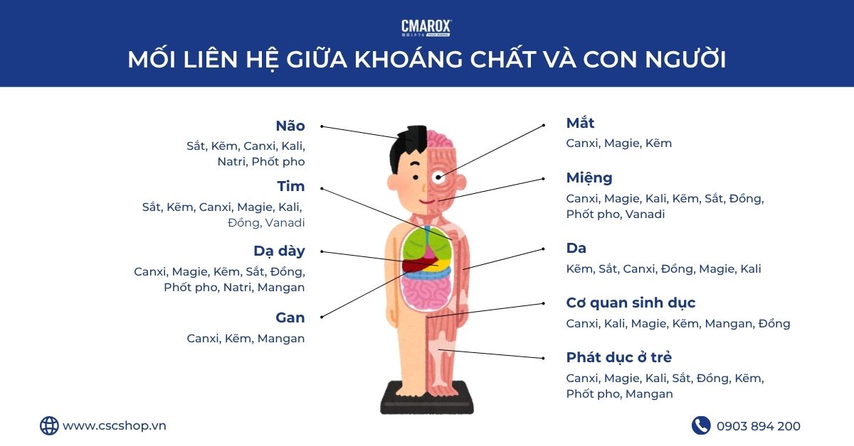 vai-tro-cua-khoang-chat-trong-co-the