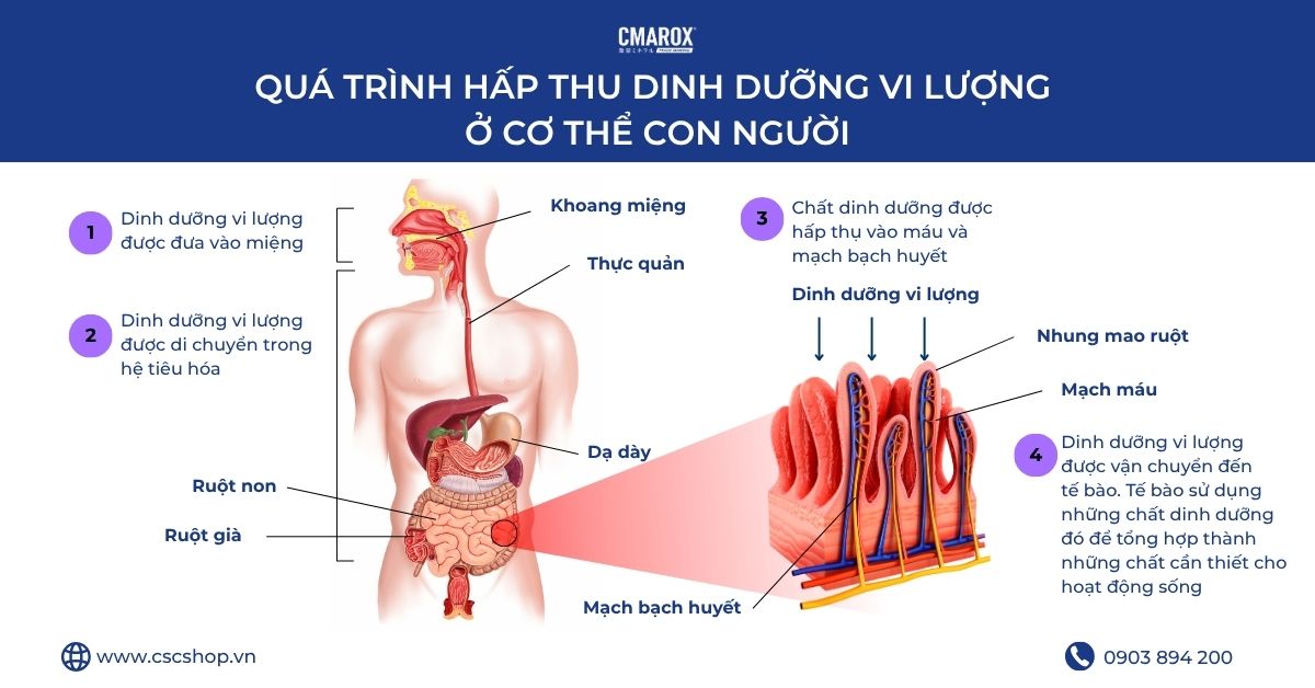 qua-trinh-hap-thu-dinh-duong-vi-luong-trong-co-the-con-nguoi