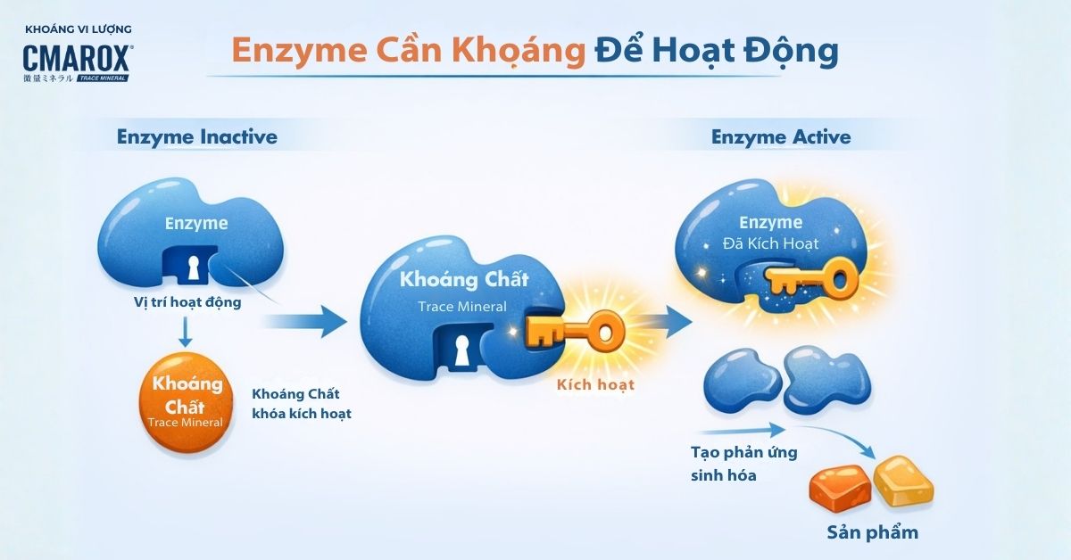 enzyme-can-khoang-de-hoat-dong